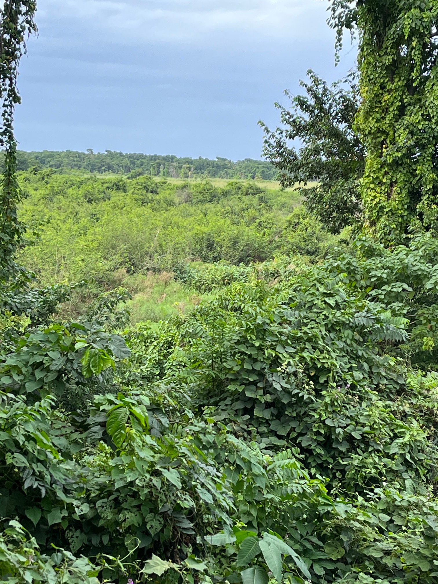 Playa Esmeralda — Green Landscape